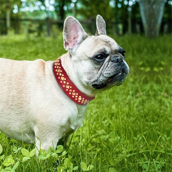 Collier en cuir pour chien | PawTrendâą - Joyeux chien