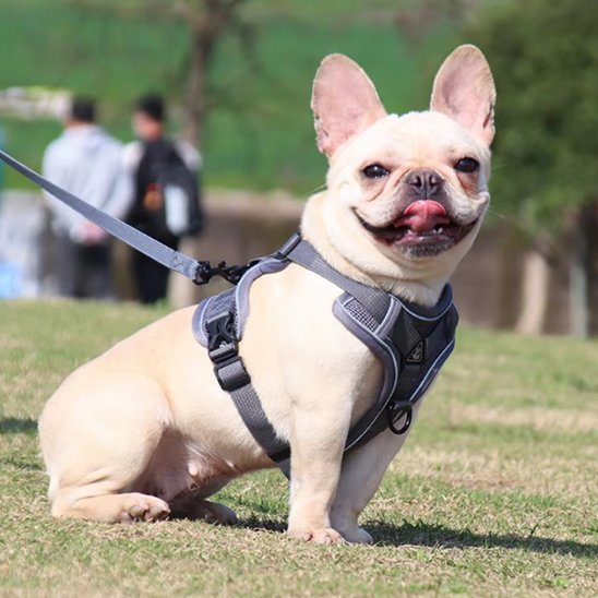 Harnais pour chien | ÉclatCanin™ - Joyeux chien