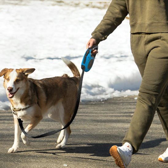 laisse pour chien en tout temps