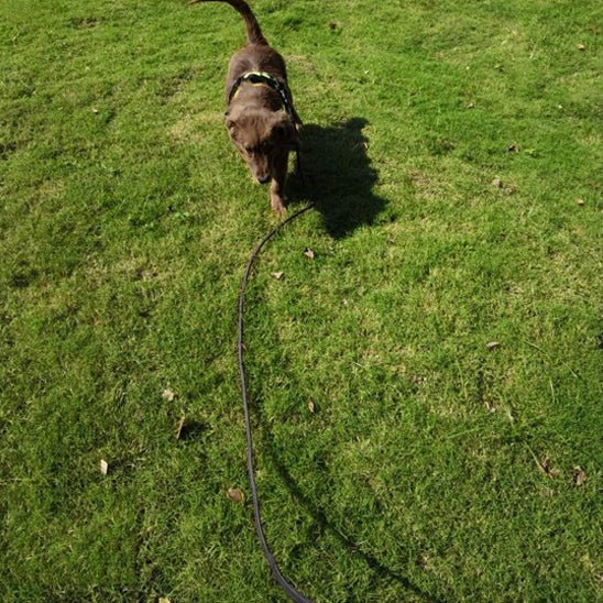 Longe pour chien en nylon poignée rembourrée - Joyeux chien