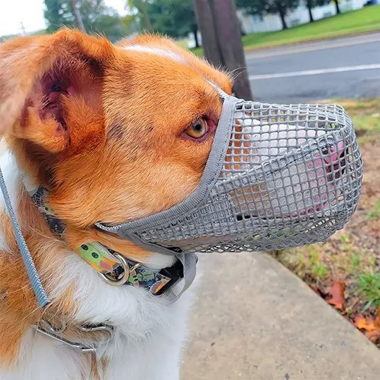 Muselière chien | Canixo™ - Joyeux chien