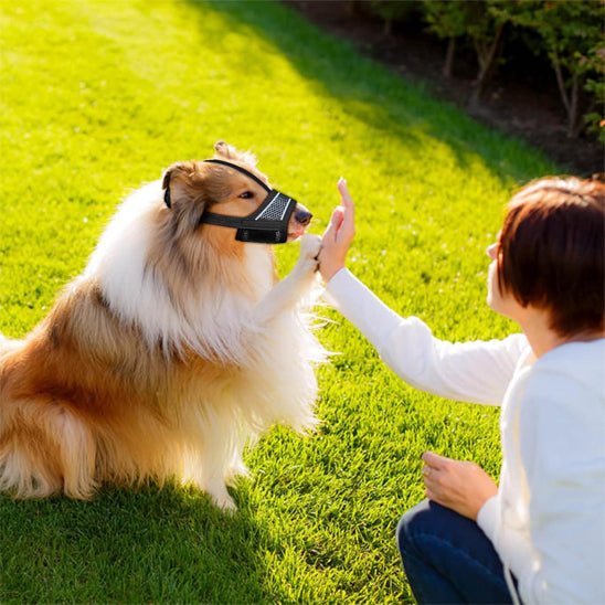 Muselière pour chien | Muzzlo™ - Joyeux chien
