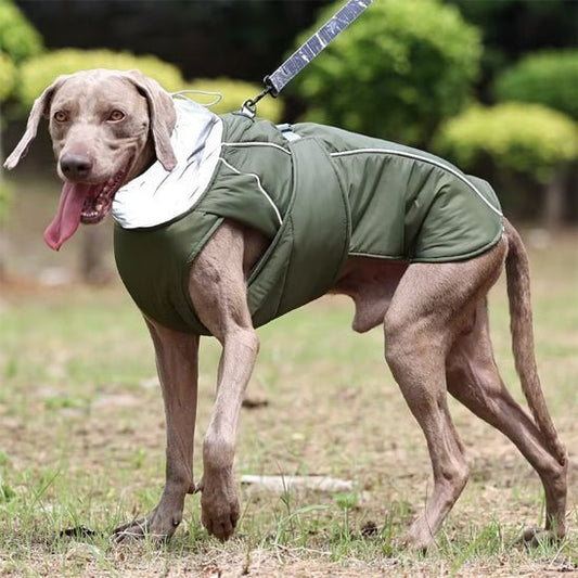 Guide complet sur les manteaux pour chiens - Joyeux chien
