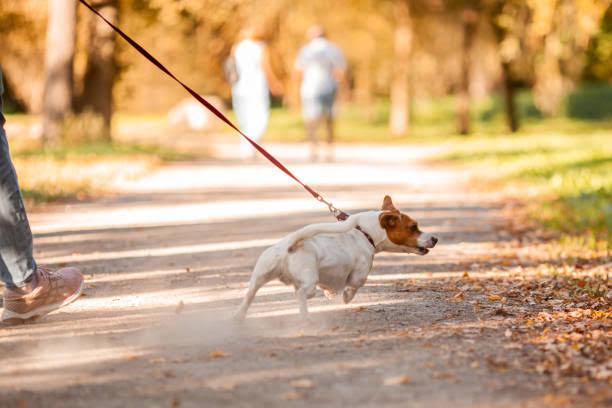 Pourquoi mon chien tire en laisse - Joyeux chien