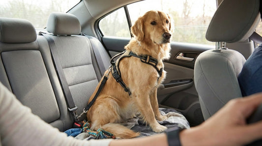 Voyager avec son chien : guide pour un trajet serein et sécuritaire - Joyeux chien