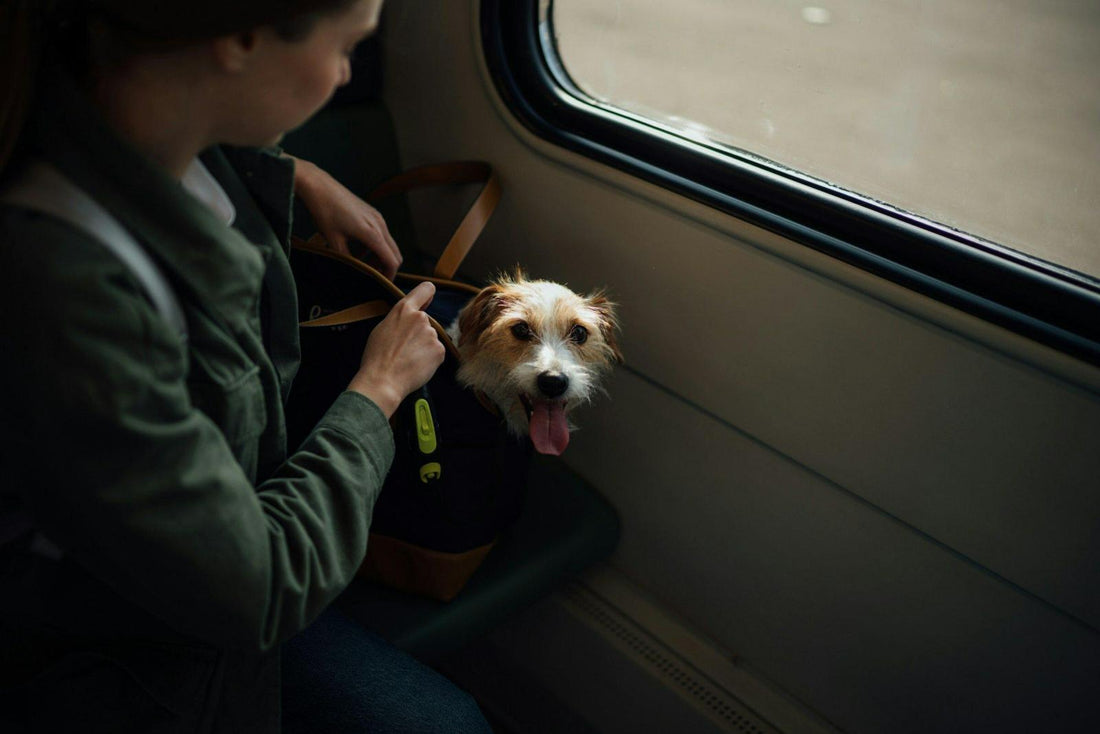 Voyager en train avec son chien : le guide complet pour un trajet serein - Joyeux chien