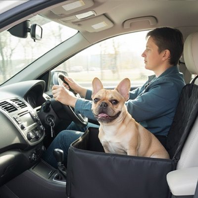 Chien installe aux cotes du maitre dans son siege auto