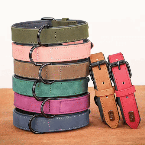 Collier chien | Didog™