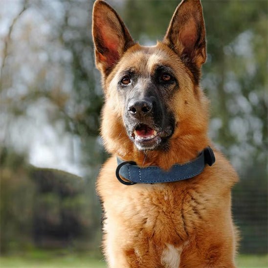 Collier chien Didog™ variant bleu fonce