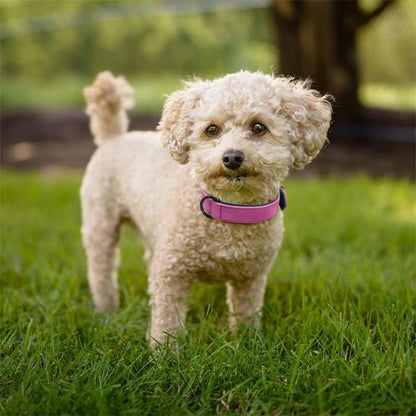 Collier chien Didog™ variant rose