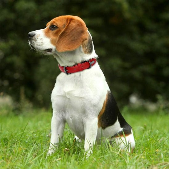 Collier chien Didog™ variant rouge