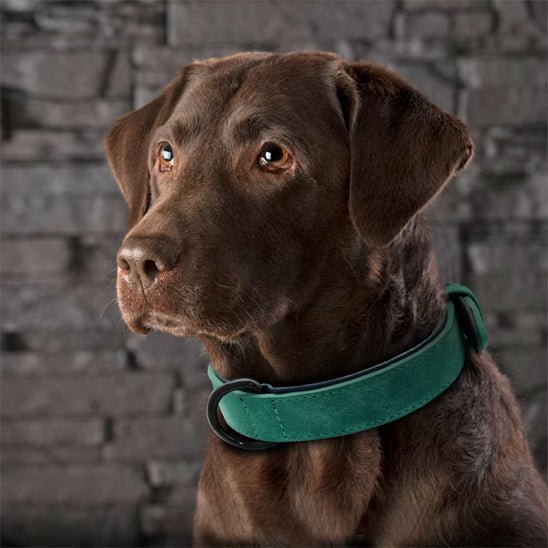 Collier chien Didog™ variant vert