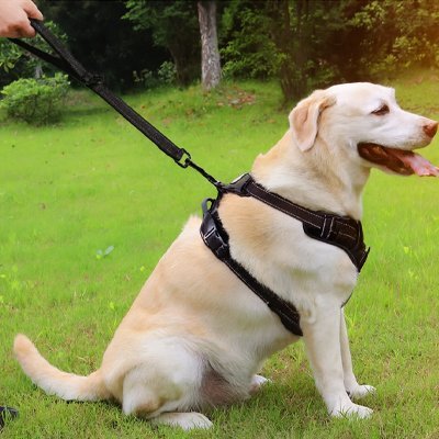 Laisse courte chien | PawFlex™ - avec harnais noir 