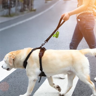 Maitresse sur passage pieton avec chien en laisse PawFlex™ noir