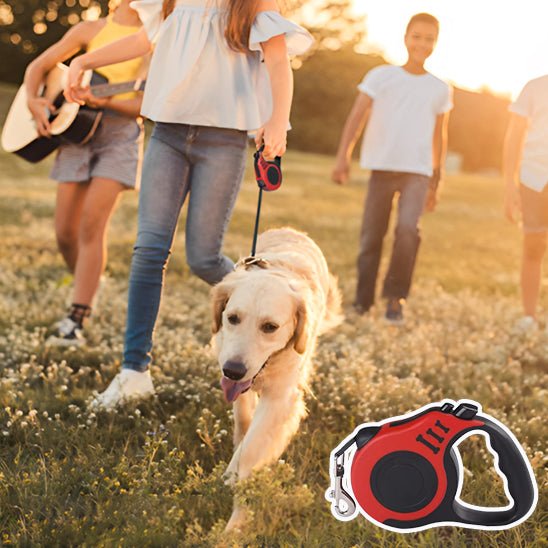 animal en campagne tenu avec laisse pour chien