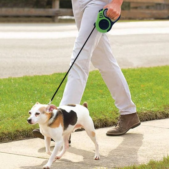 animal tenu avec laisse pour chien