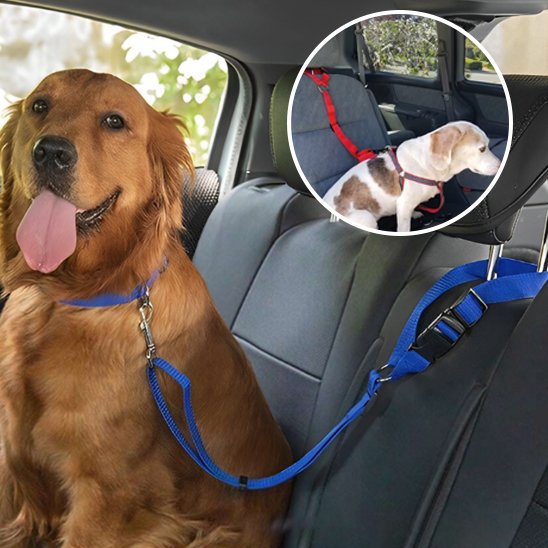 Ceinture de sécurité pour chien rouge-bleu