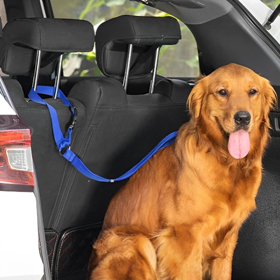 Ceinture de sécurité pour chien variant bleu
