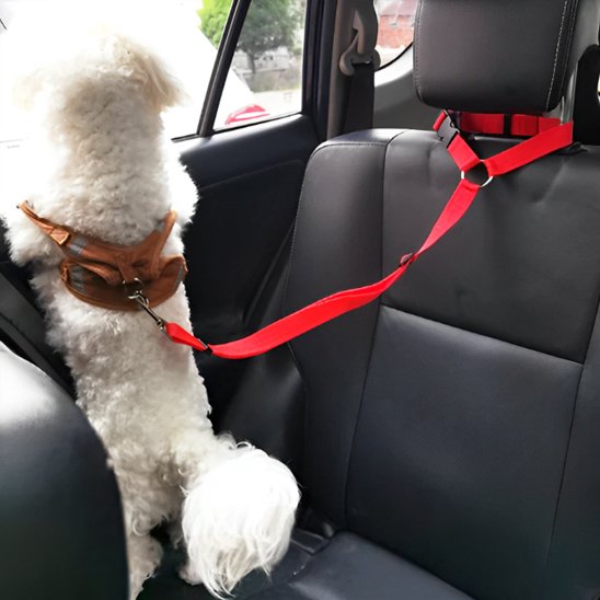 Ceinture de sécurité pour chien variant rouge