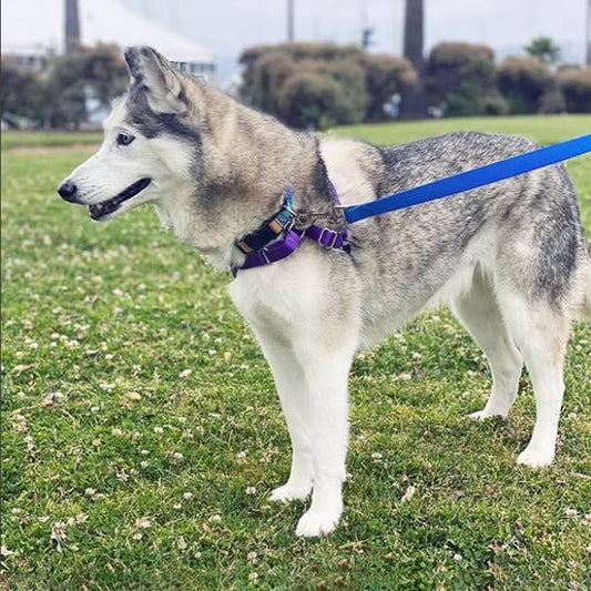 chien dans parc tenu longe pour chien nylon bleu
