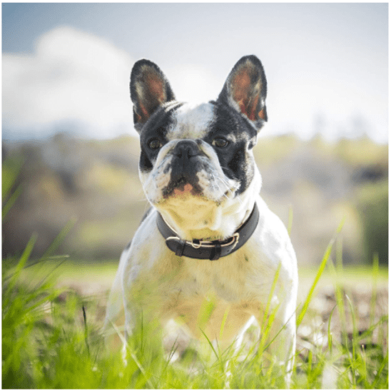 Collier chien - Cuir rembourré - Joyeux chien