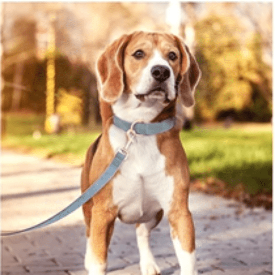 Collier chien - Cuir rembourré - Joyeux chien