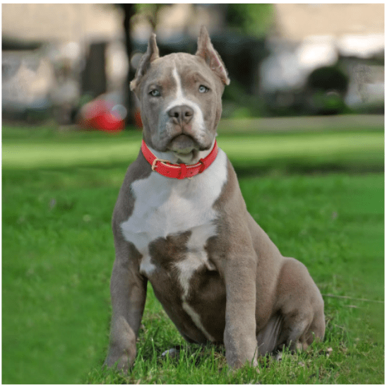 Collier chien - Cuir rembourré - Joyeux chien