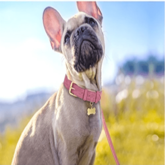 Collier chien - Cuir rembourré - Joyeux chien