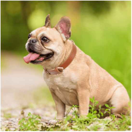 Collier chien - Cuir rembourré - Joyeux chien