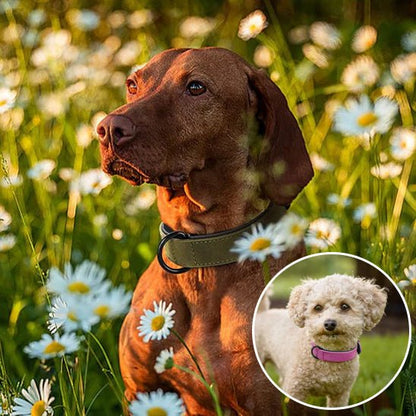 Collier chien | Didog™ - Joyeux chien