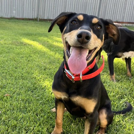 Collier chien | Easyfit™ - Joyeux chien