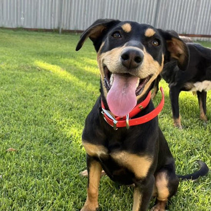 Collier chien | Easyfit™ - Joyeux chien