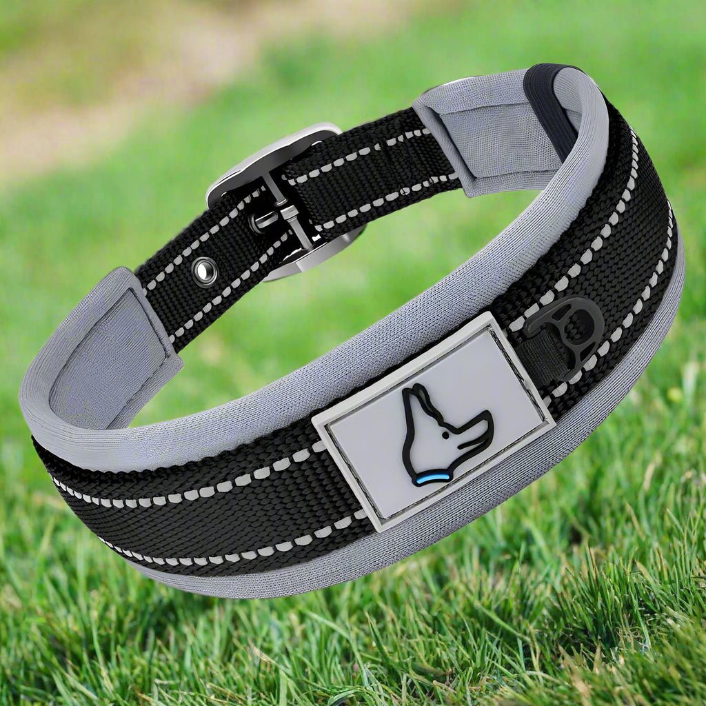 Collier chien | HaloDog™ - Joyeux chien