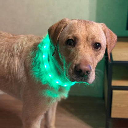 Collier Chien Lumineux | SafeGlow™ - Joyeux chien
