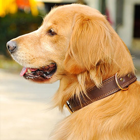 Collier chien - Majestic™ - Joyeux chien