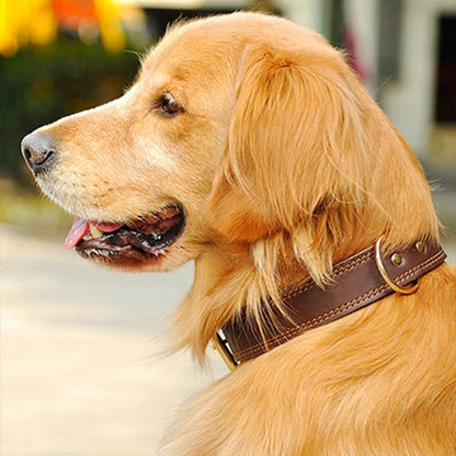Collier chien - Majestic™ - Joyeux chien