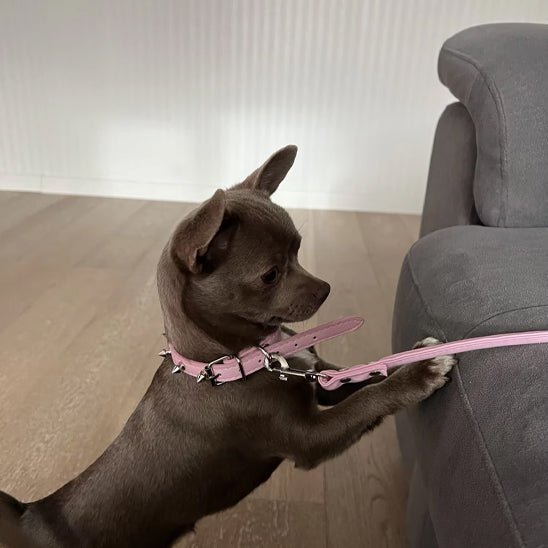 Collier en Cuir pour Chien | AristoDog - Joyeux chien