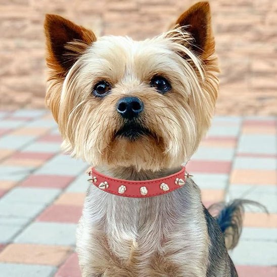 Collier en Cuir pour Chien | AristoDog - Joyeux chien