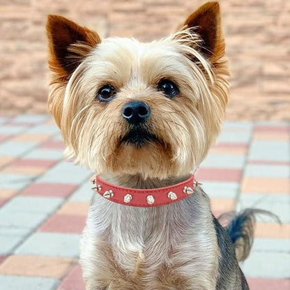 Collier en Cuir pour Chien | AristoDog - Joyeux chien