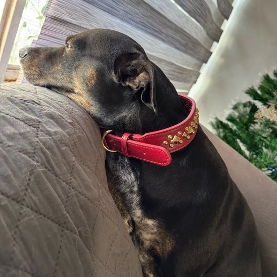 Collier en cuir pour chien | PawTrend™ - Joyeux chien