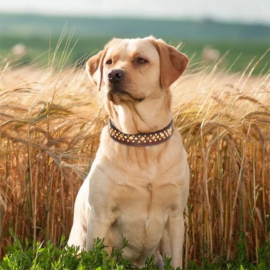 Collier en cuir pour chien | PawTrend™ - Joyeux chien