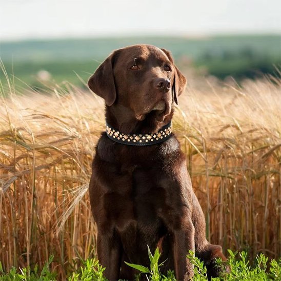 Collier en cuir pour chien | PawTrend™ - Joyeux chien