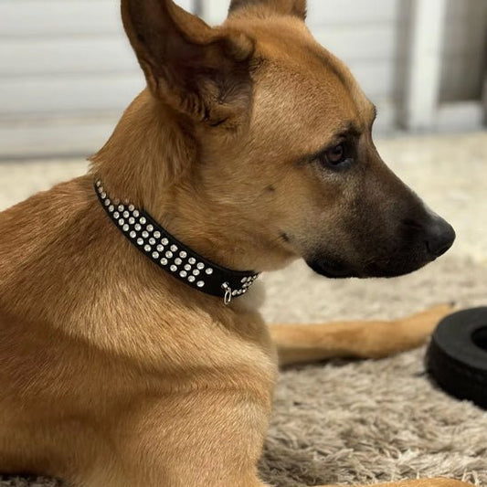 Collier en cuir pour chien | Snoufy™ - Joyeux chien