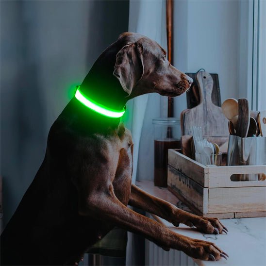 Collier lumineux chien | LEDBrightPup™ - Joyeux chien
