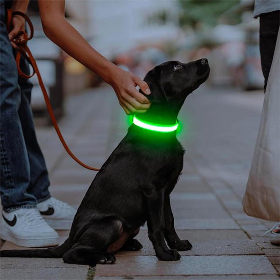 Collier lumineux chien | LEDBrightPup™ - Joyeux chien