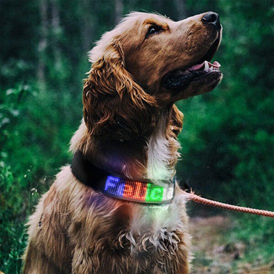 Collier lumineux chien | SecuriDog™ - Joyeux chien