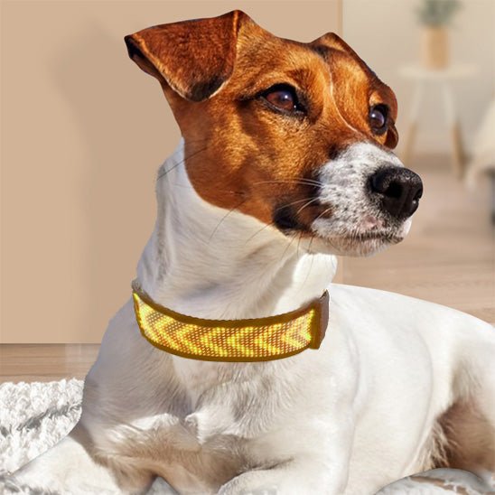 Collier lumineux chien | SecuriDog™ - Joyeux chien