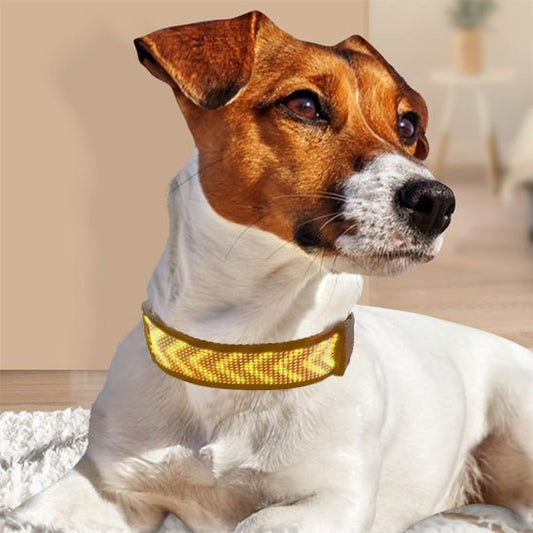 Collier lumineux chien | SecuriDog™ - Joyeux chien