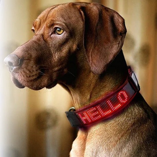 Collier lumineux chien | SecuriDog™ - Joyeux chien