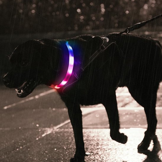 Collier lumineux pour chien | FluoFidèle™ - Joyeux chien